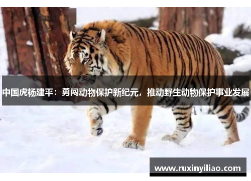 中国虎杨建平：勇闯动物保护新纪元，推动野生动物保护事业发展